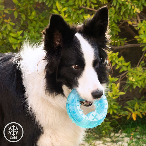 2-in-1 Freezable Pet Chew Toy Glubiz InnovaGoods - BYAG.Pet products, DogsInnovaGoodsBYAG.V01036978435527824822V14H9D335C59B48BEAF851084241A746EB31R5279723P1