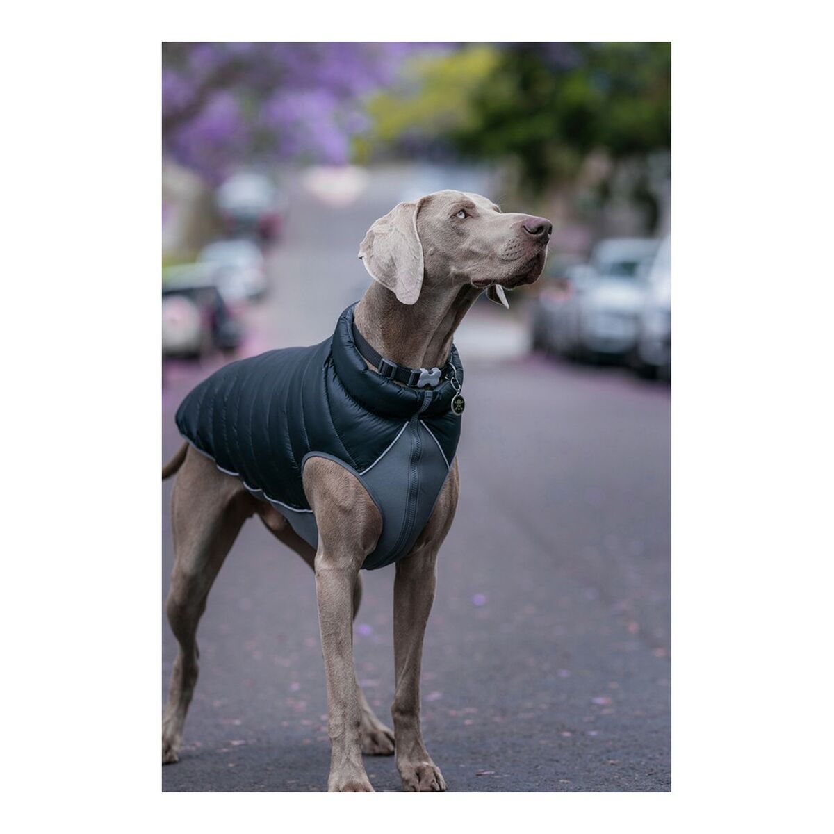 Rot Dingo Hundemantel Puffer Schwarz/Grau 25 cm – Produktansicht 3