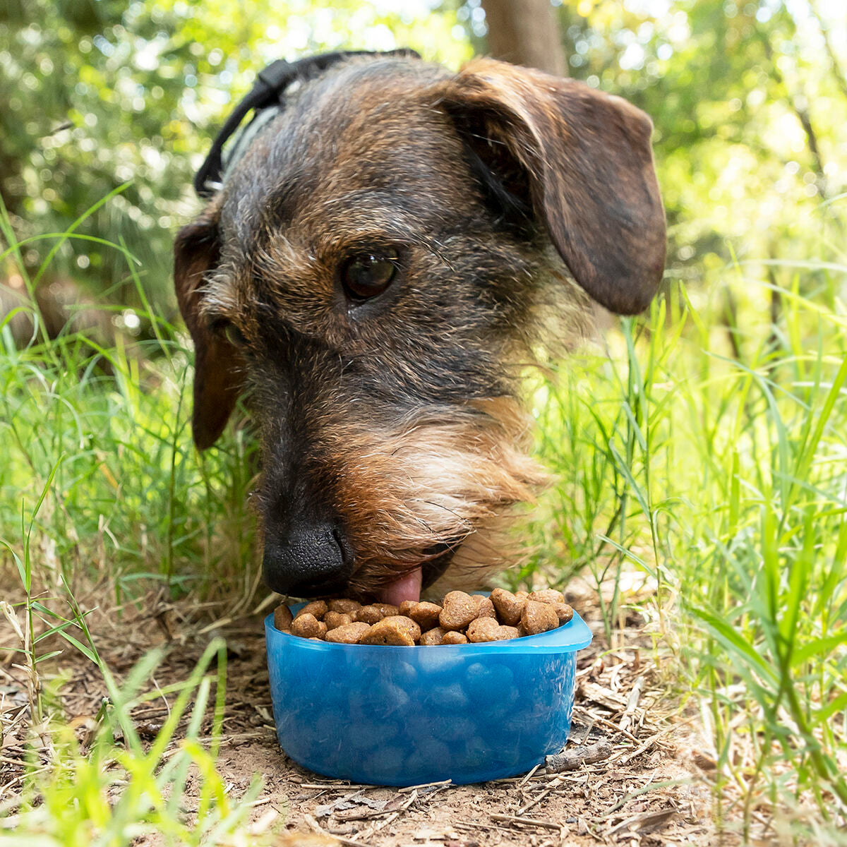 2-in-1 Flasche mit Wasser & food containers für Haustiere Pettap InnovaGoods – Produktansicht 3