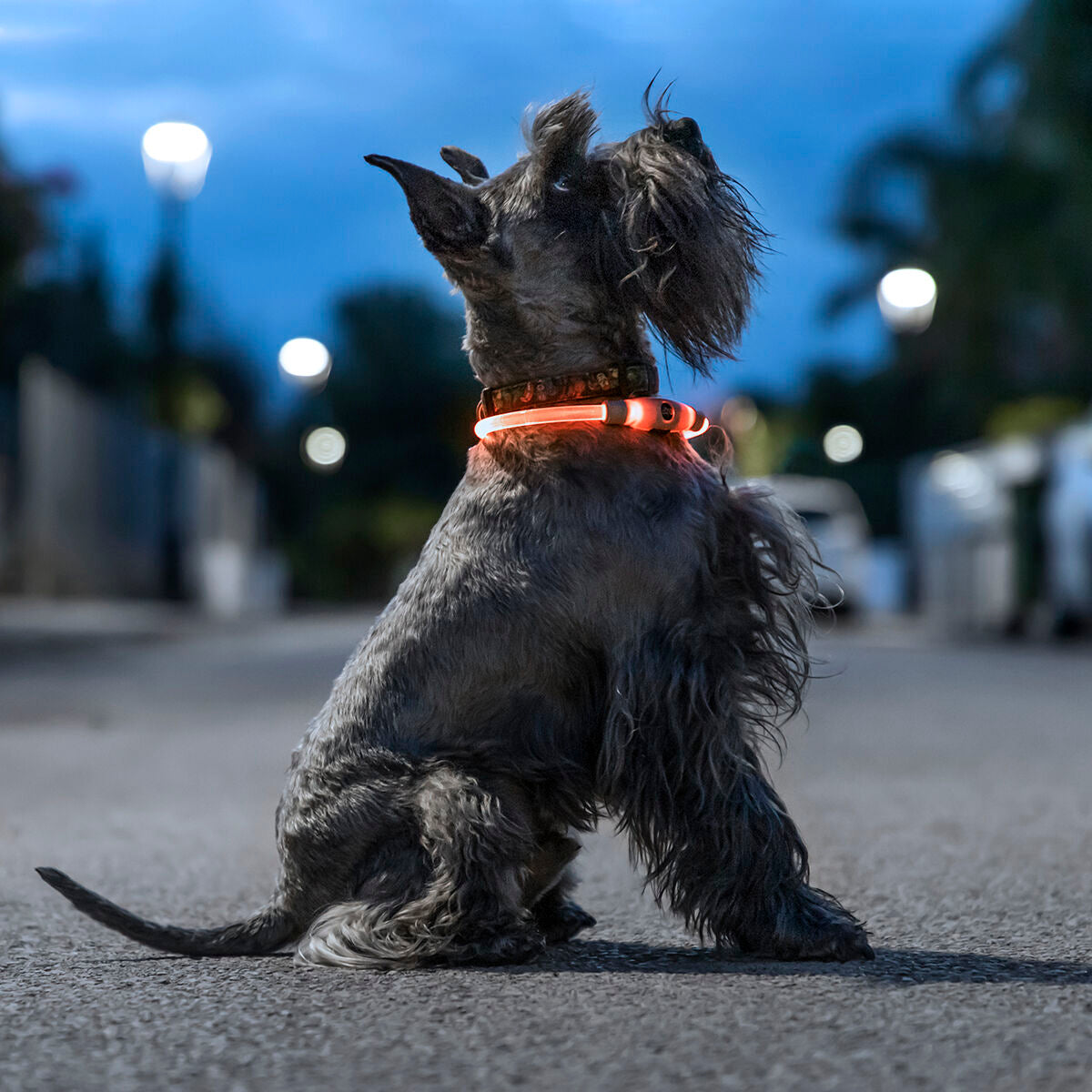 InnovaGoods LED-Halsband für Haustiere Petlux – Produktansicht 1