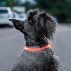 InnovaGoods LED-Halsband für Haustiere Petlux – Produktansicht 2