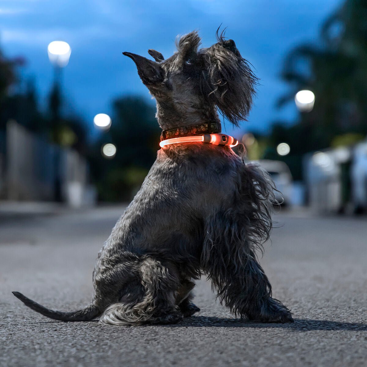 InnovaGoods LED-Halsband für Haustiere Petlux - BYAG.Tierbedarf > HundeInnovaGoodsBYAG.V01034588435527821296InnovaGoods LED-Halsband für Haustiere Petlux